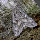 Image of Great Gray Dart; Great Brocade