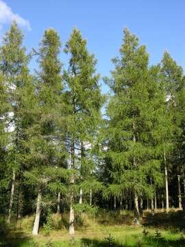 Image of larch