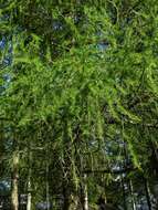 Image of larch