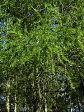 Image of larch