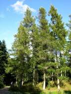 Image of larch