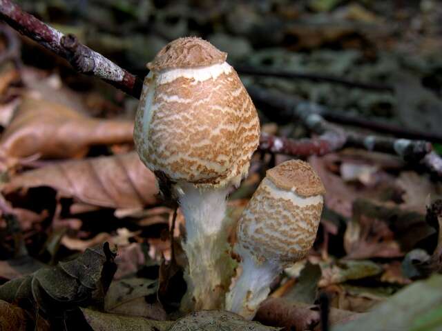 Image of Lepiota