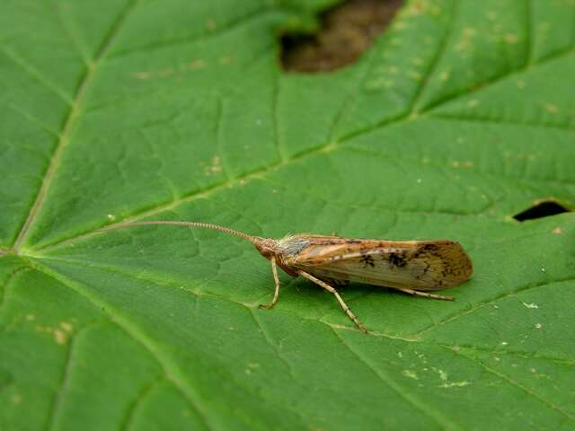 Limnephilus flavicornis (Fabricius 1787) resmi