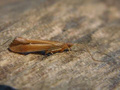 Limnephilus vittatus (Fabricius 1798) resmi