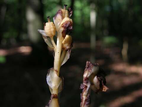 Image of Hypopitys monotropa Cr.