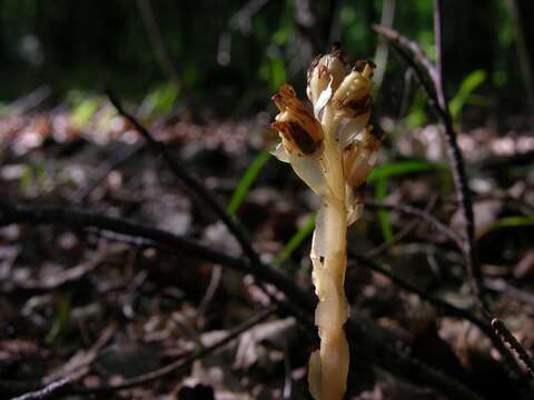 Image of Hypopitys monotropa Cr.