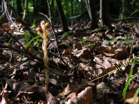 Image of Hypopitys monotropa Cr.