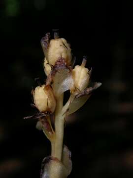 Image of Hypopitys monotropa Cr.