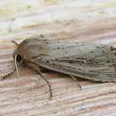 Image of bulrush wainscot