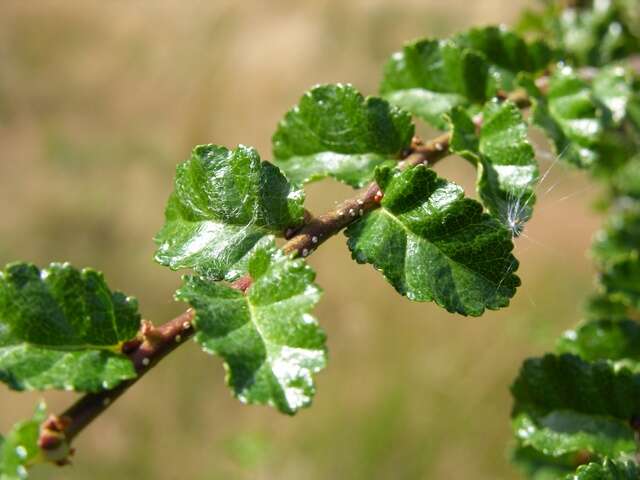 Nothofagus antarctica (rights holder: JC Schou)