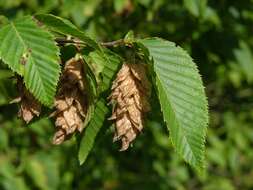 Image of hophornbeam