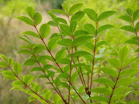 Image of corktree