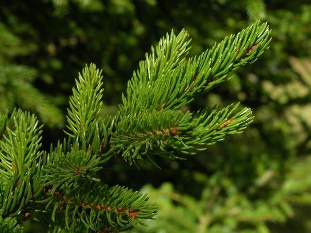 Image of spruce