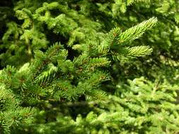 Image of spruce