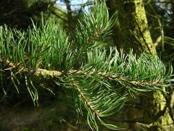 Image of jack pine