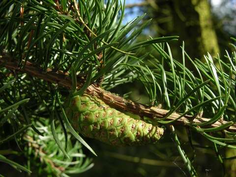 Image of jack pine