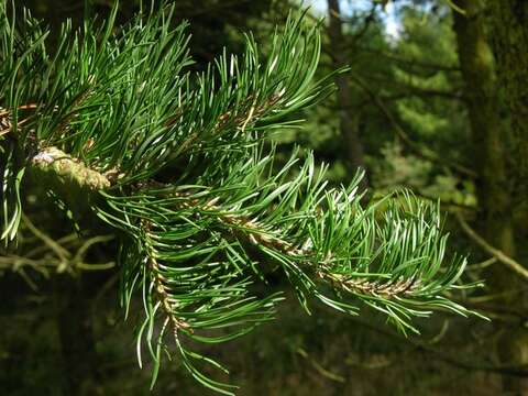 Image of jack pine