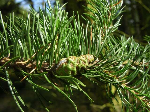 Image of jack pine