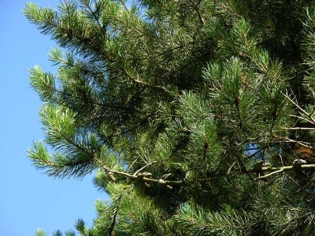 Image of pines