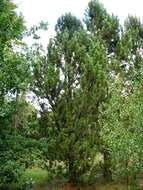 Image of Bosnian Pine