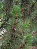 Image of Bosnian Pine