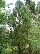 Image of Bosnian Pine