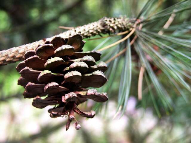 Image of Bosnian Pine