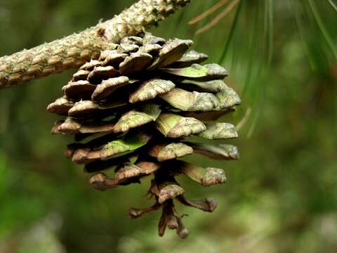 Image de Pin de Bosnie