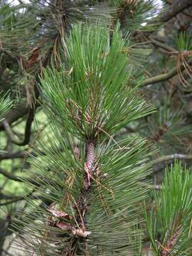 Image de Pin de Bosnie