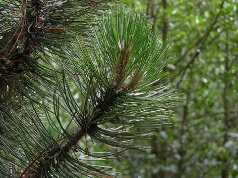 Image de Pin de Bosnie