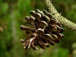 Image of Bosnian Pine