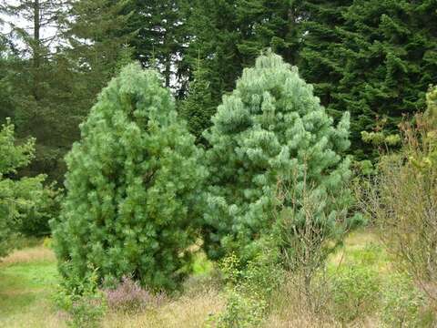 Imagem de Pinus koraiensis Siebold & Zucc.