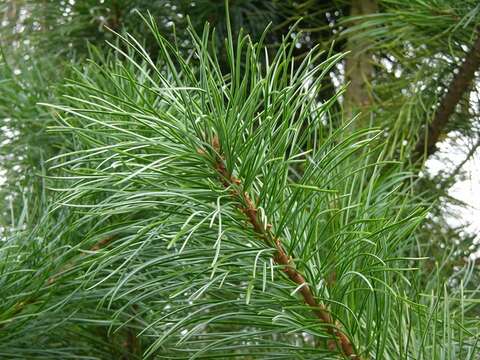 Imagem de Pinus koraiensis Siebold & Zucc.