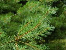 Image of Japanese White Pine