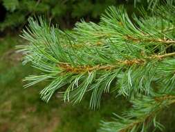 Image of Japanese White Pine