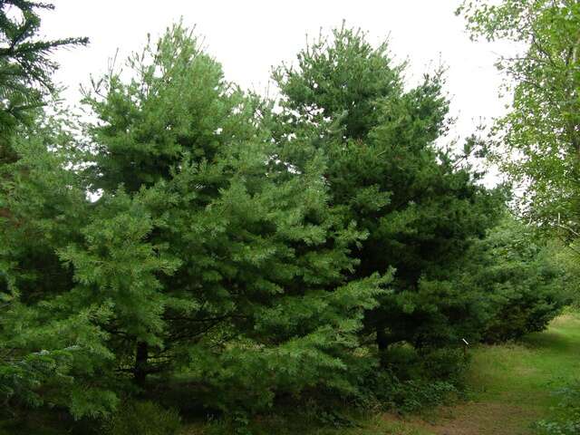 Image of Japanese White Pine