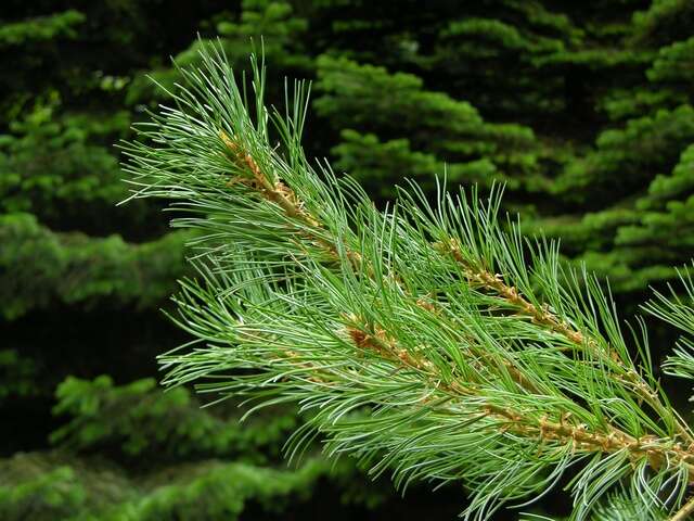 Image of Japanese White Pine