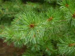 Image of Japanese White Pine