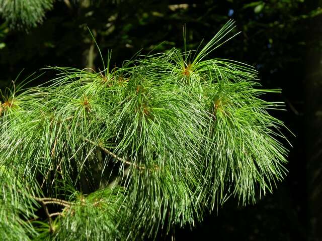 Imagem de Pinus peuce Griseb.