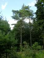 Image of pines