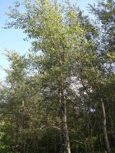 Image of Grey poplar