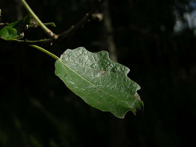 Image of Grey poplar