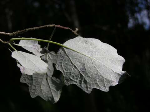 Image of Grey poplar