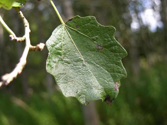 Image of Grey poplar