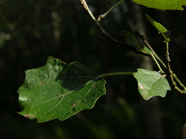 Image of Grey poplar