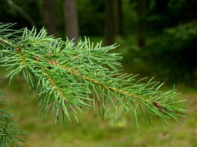 Image of Douglas-fir