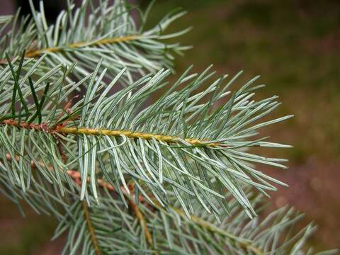 Image of Douglas-fir