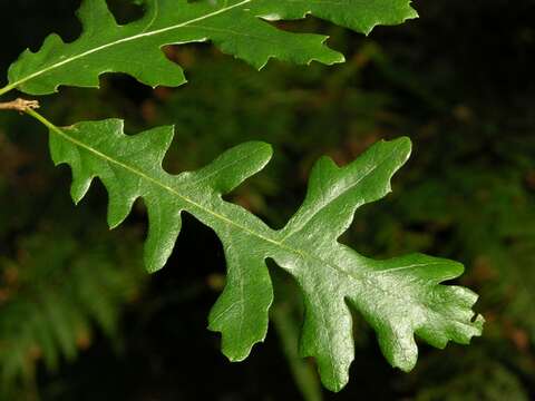 Image of European turkey oak