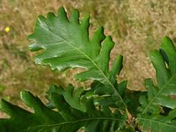 Image of Hungarian Oak