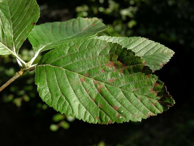 Image of Common Whitebeam and Allies